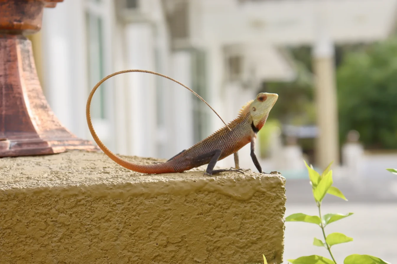 Masjidhul Noor Kalaidhoo