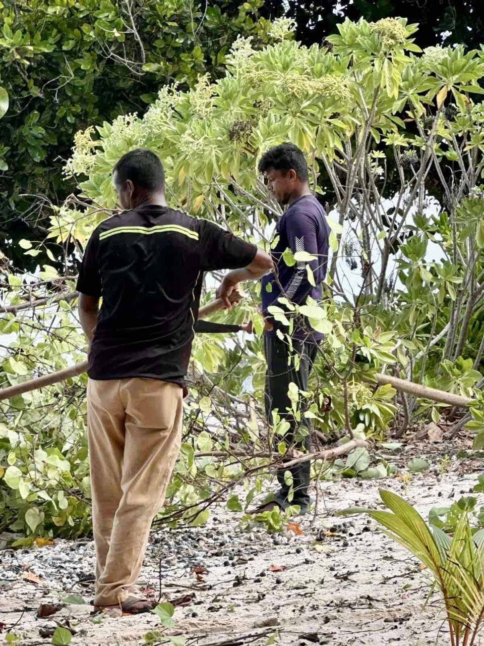 އ.ތ.މ ކޮމިޓީން ތަރައްޤީކުރާ ބީޗް ގަސްކޮށުމުގެ ތެރެއިން